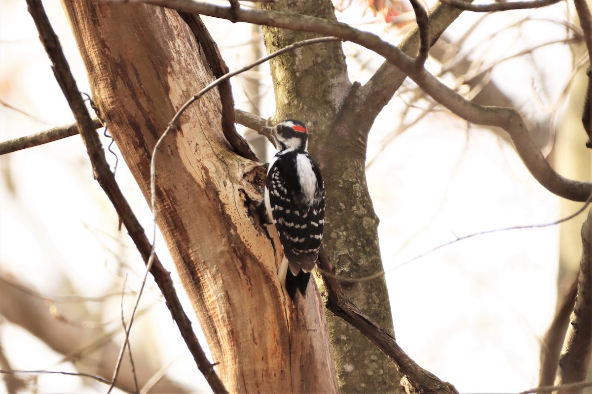 Hairy Woodpecker - ML328651351