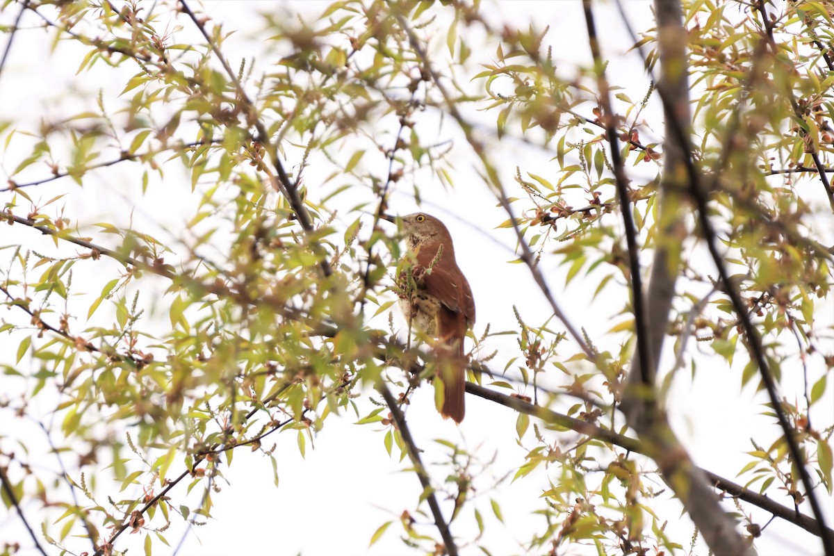 Brown Thrasher - ML328651591