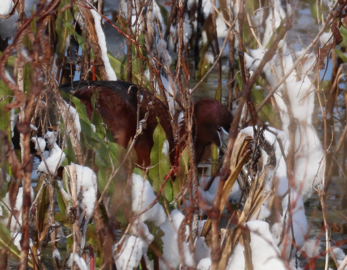 Glossy Ibis - ML328651681