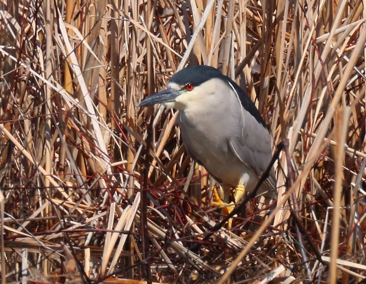 Black-crowned Night Heron - ML328652031