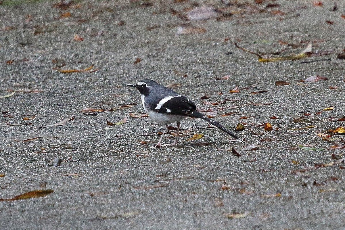 Slaty-backed Forktail - Brian Cox