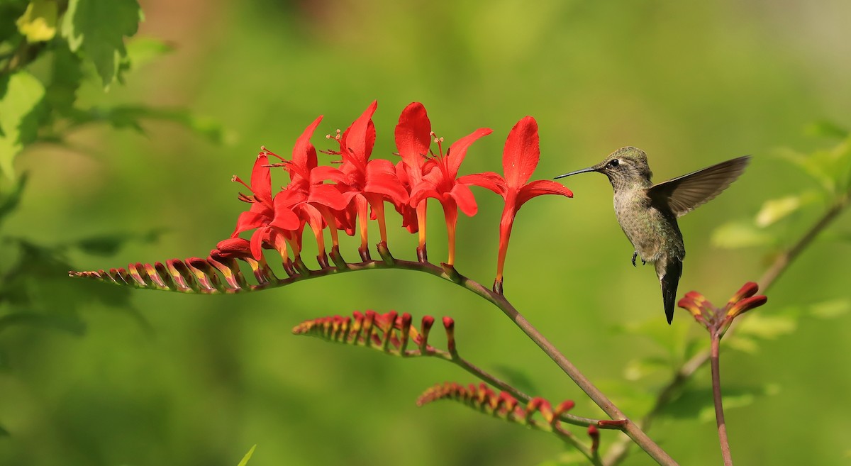 Anna's Hummingbird - Darren Colello