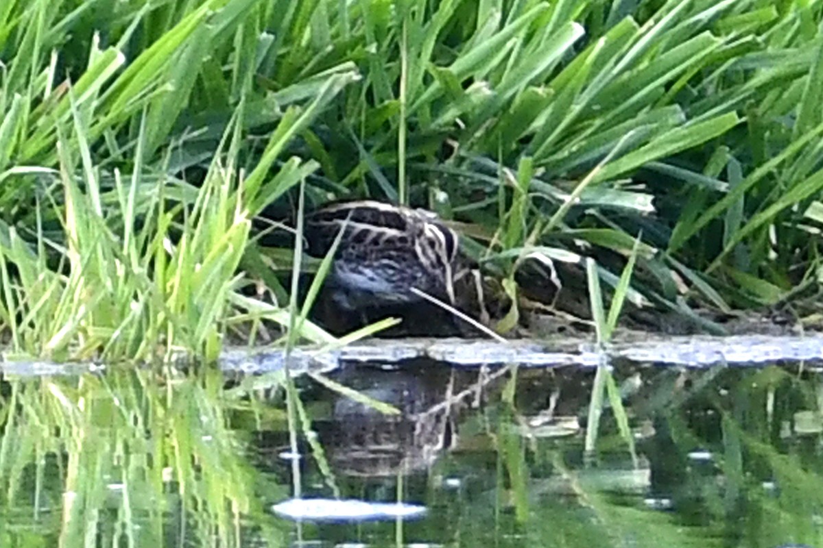 Jack Snipe - ML328653721