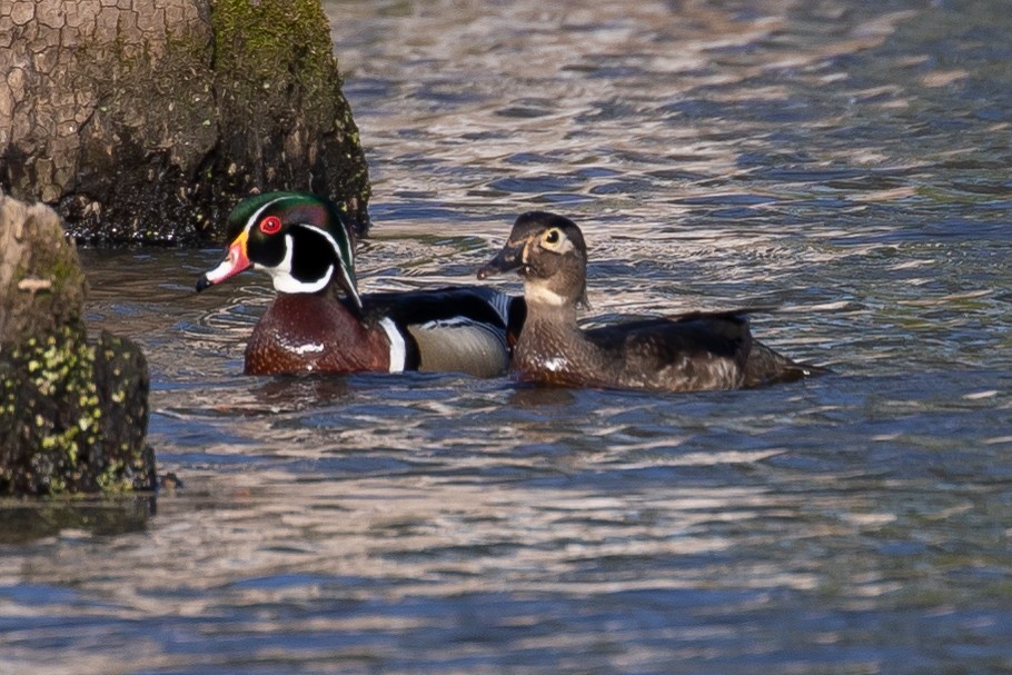 Wood Duck - ML328653871