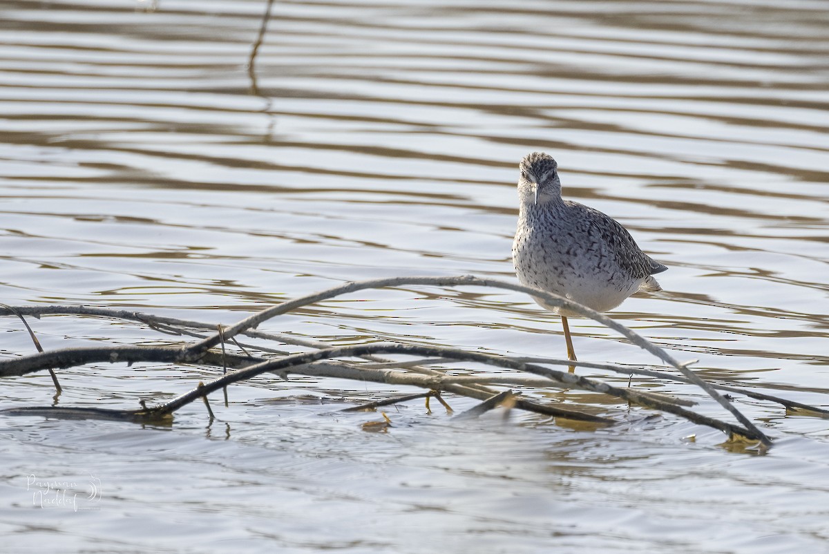 Lesser Yellowlegs - ML328653941