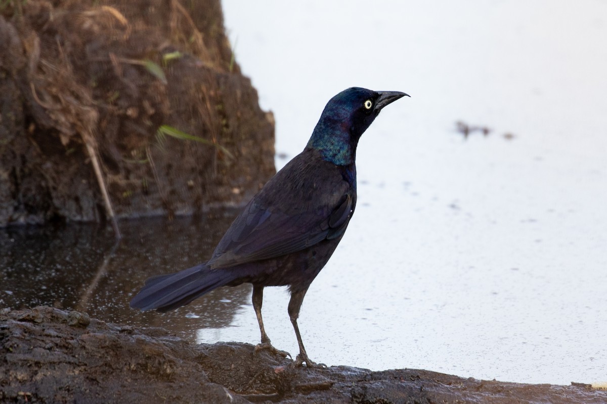 Common Grackle - ML328654351