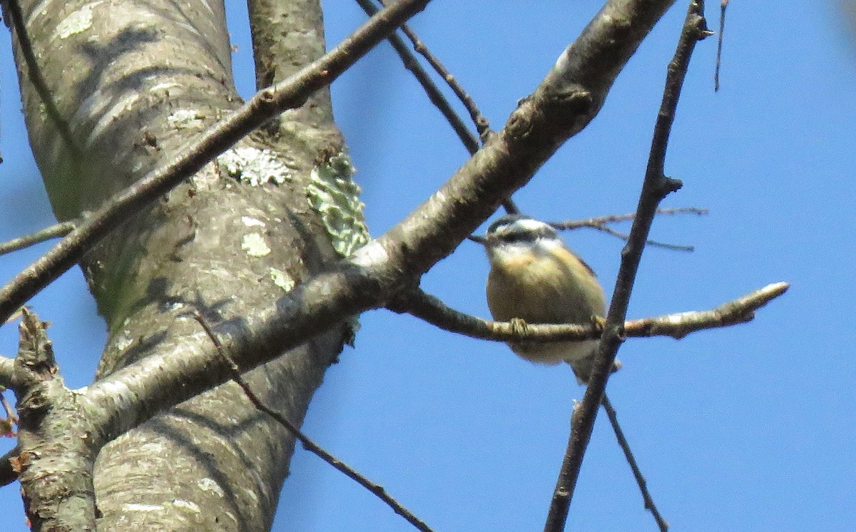 Red-breasted Nuthatch - Marvelwood School