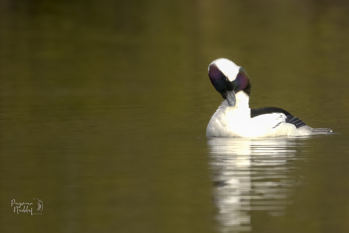 Bufflehead - ML328657031