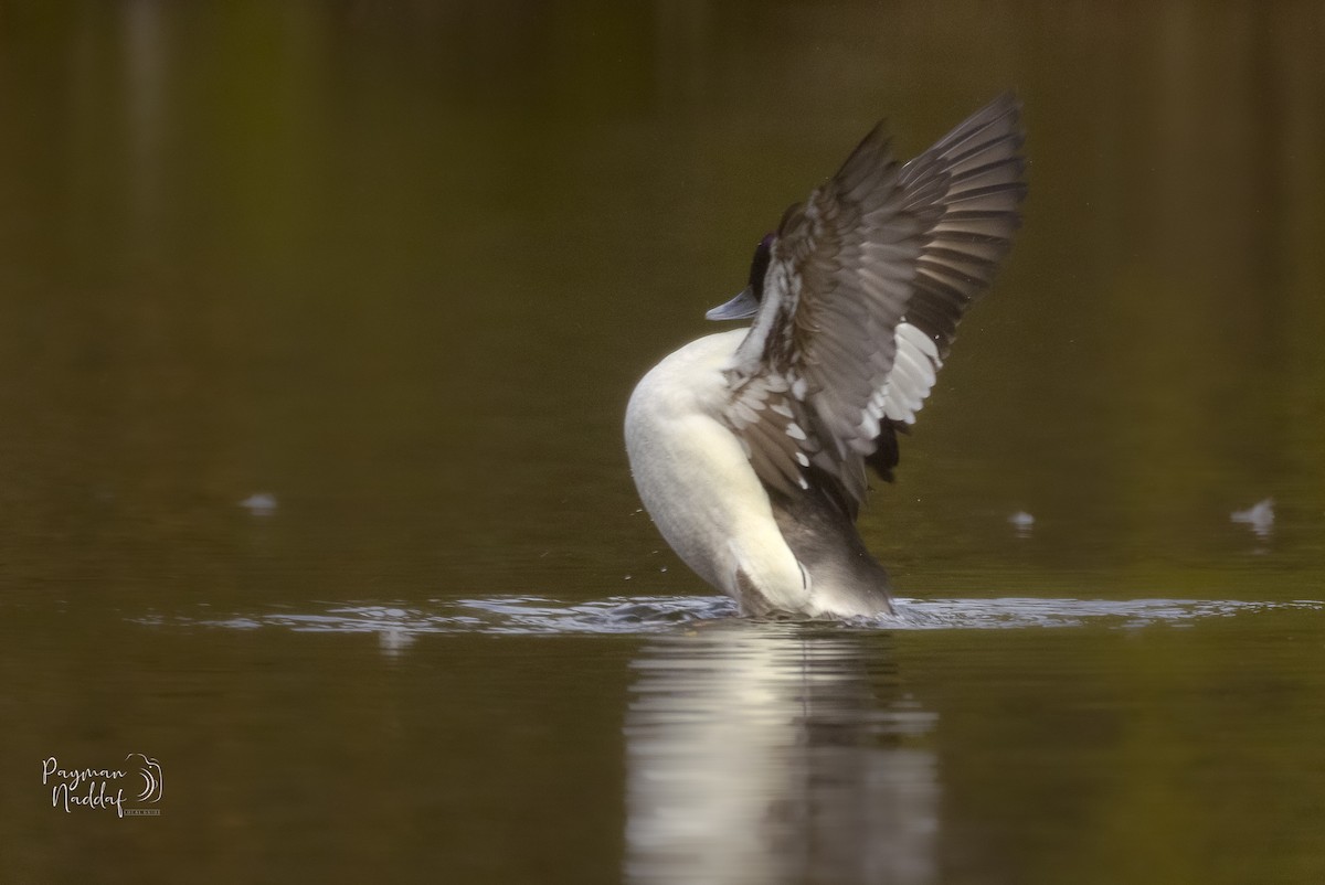 Bufflehead - ML328657041