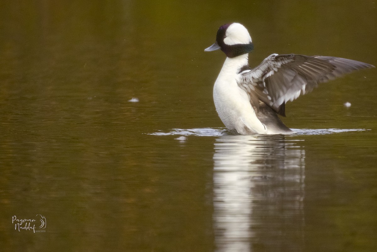 Bufflehead - ML328657051