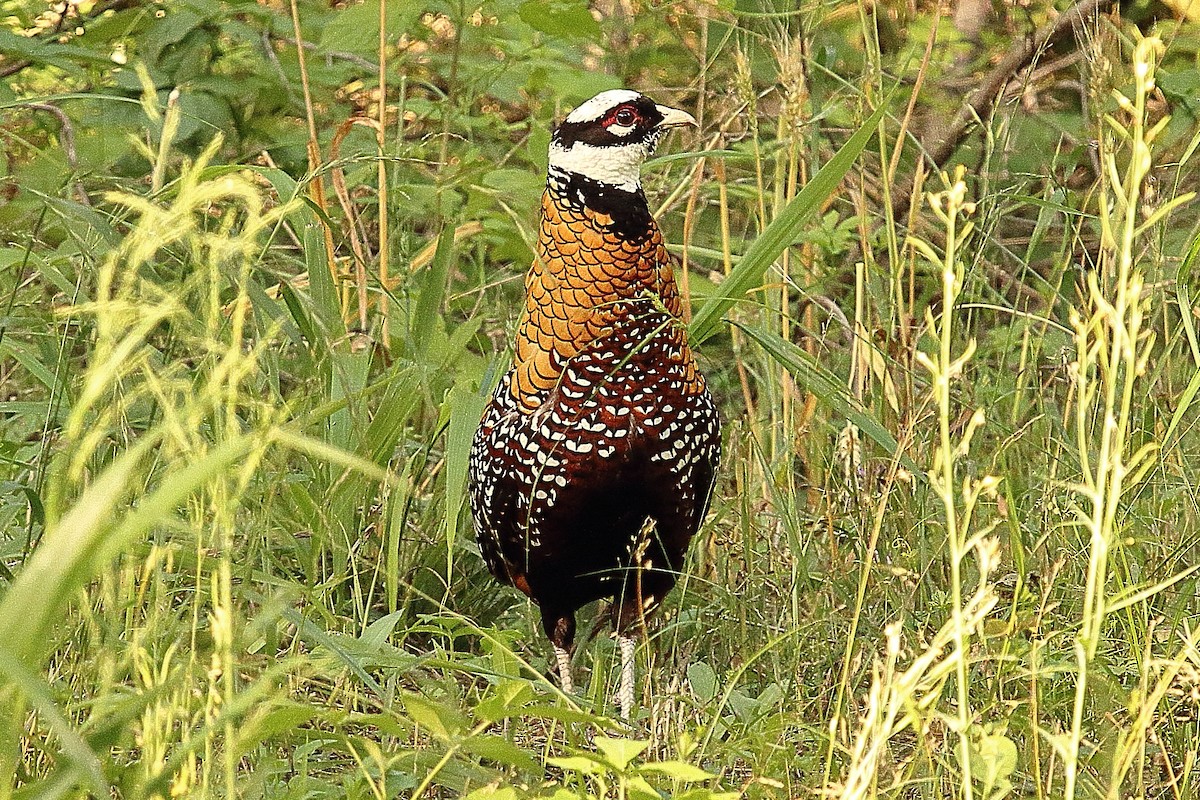 Reeves's Pheasant - ML328658821