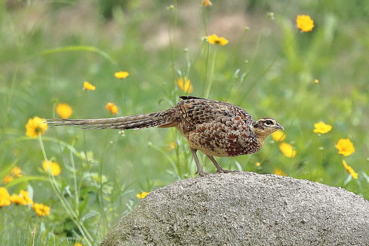 Reeves's Pheasant - ML328660981