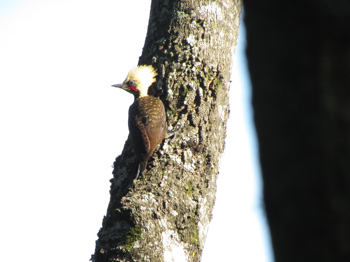 Pale-crested Woodpecker - ML32866101