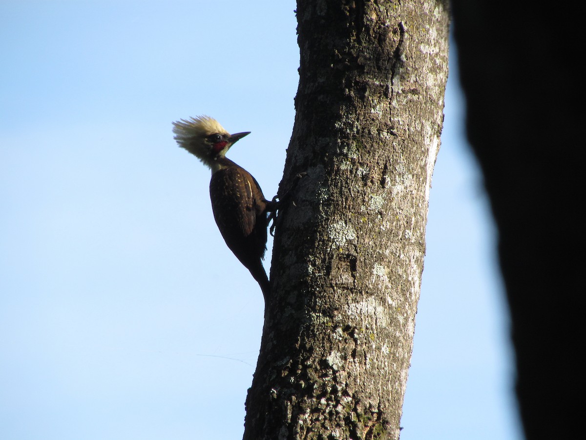 Pale-crested Woodpecker - ML32866111