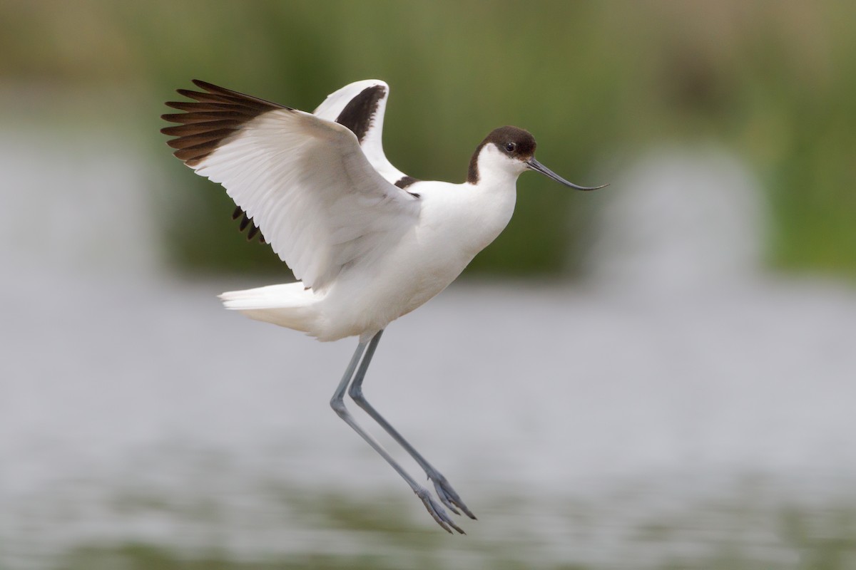 Avocette élégante - ML328661711