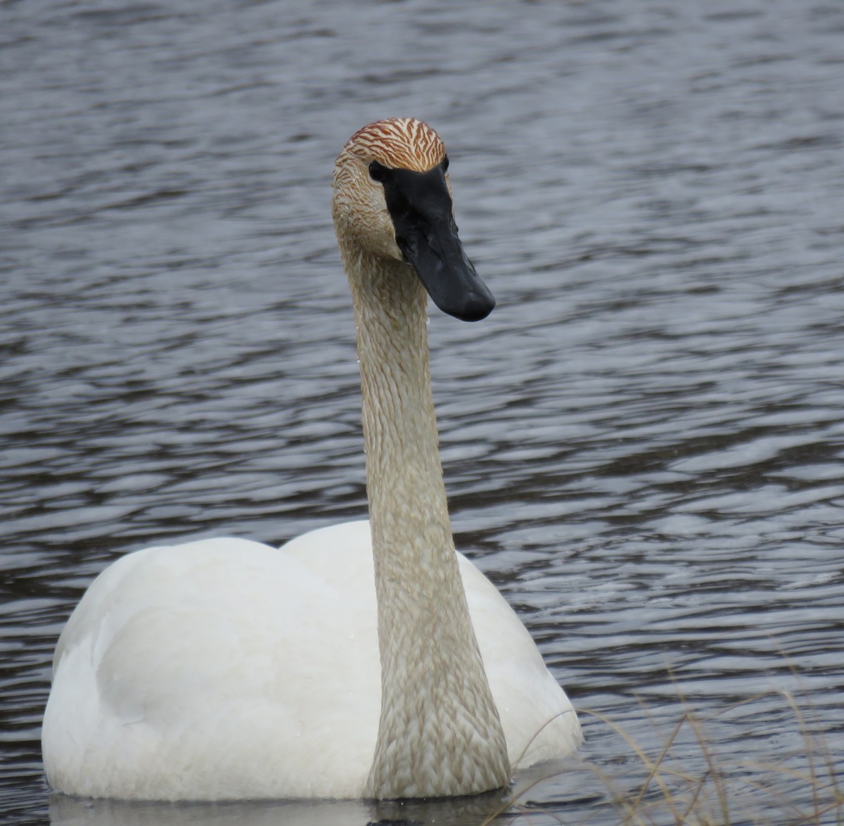 Trumpeter Swan - ML328662691