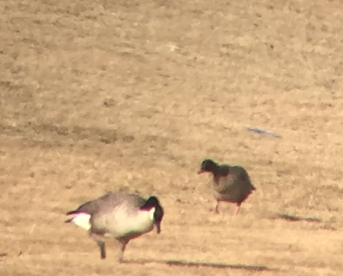 Pink-footed Goose - ML328662951