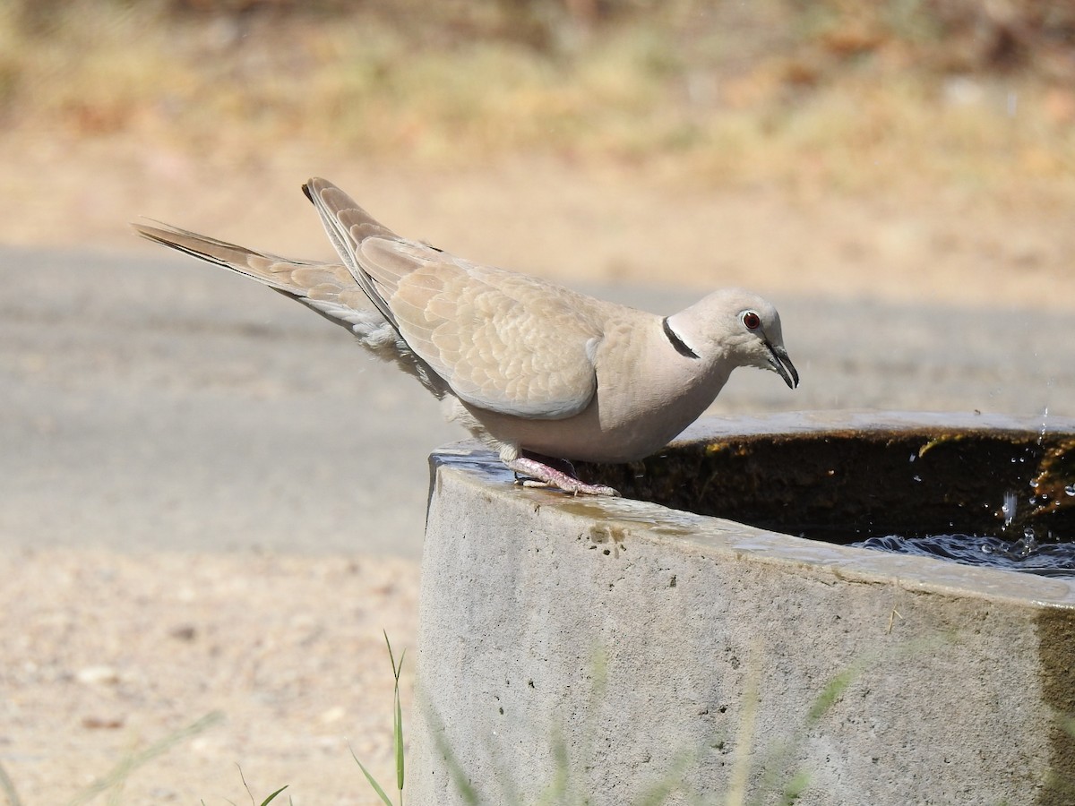 Eurasian Collared-Dove - ML328663301