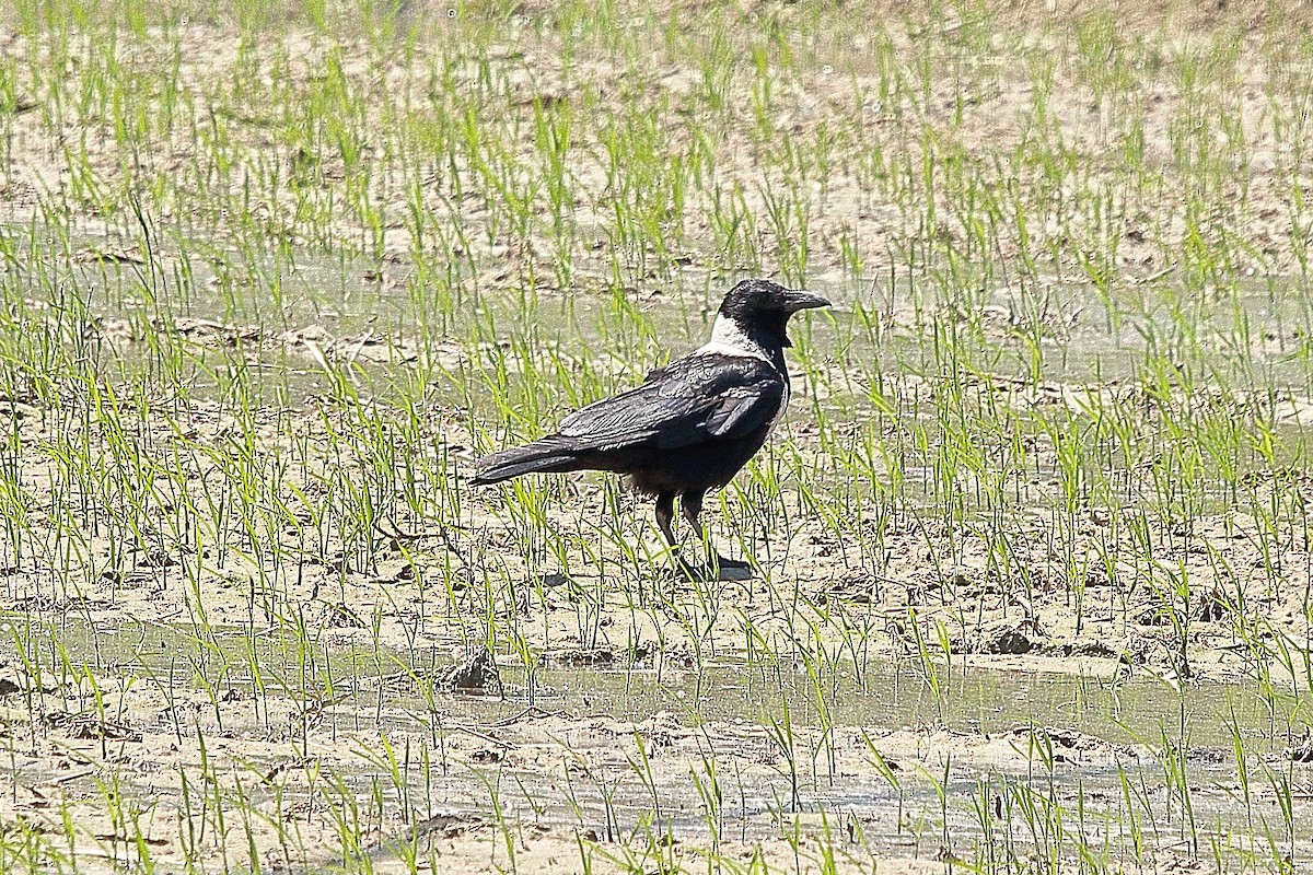 Collared Crow - ML328663681