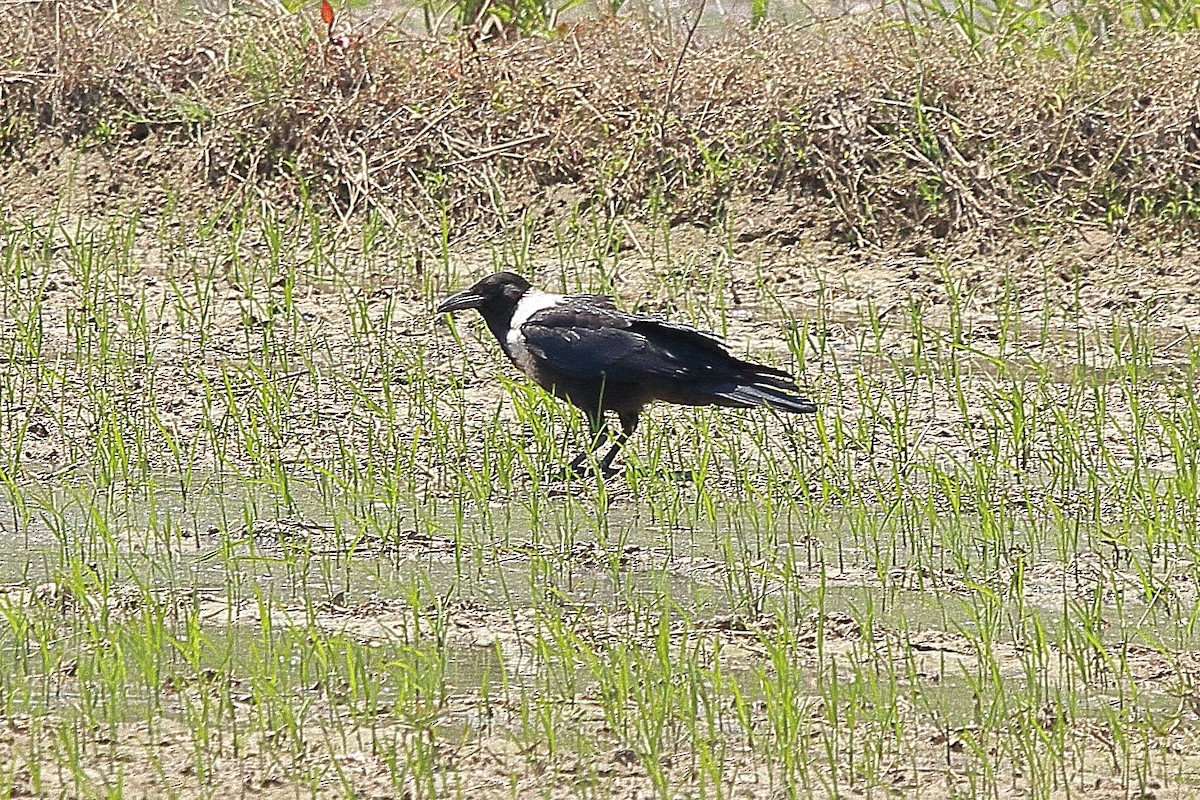 Collared Crow - ML328663691