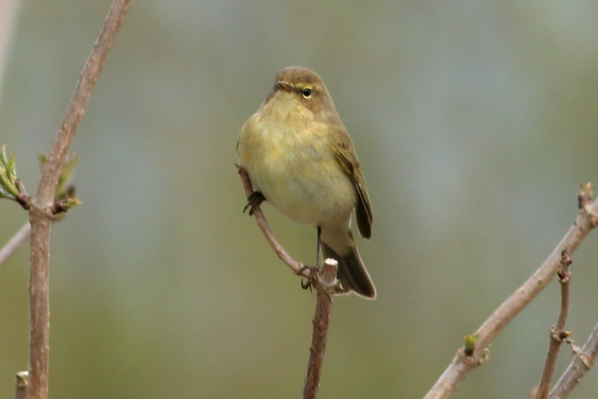 Luì piccolo - ML328663891