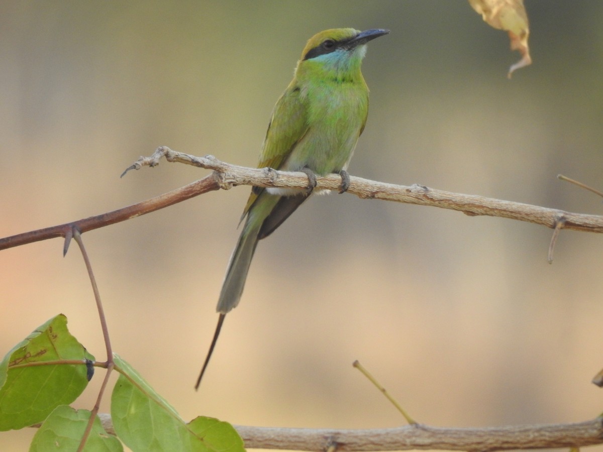 Asian Green Bee-eater - ML328664111