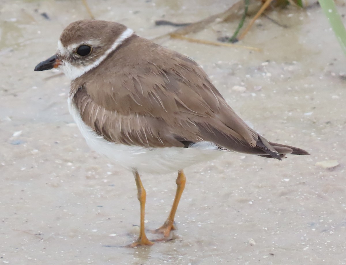 Semipalmated Plover - Dave Bowman