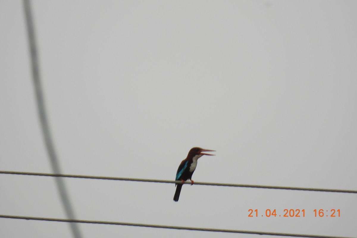 White-throated Kingfisher - ML328666181