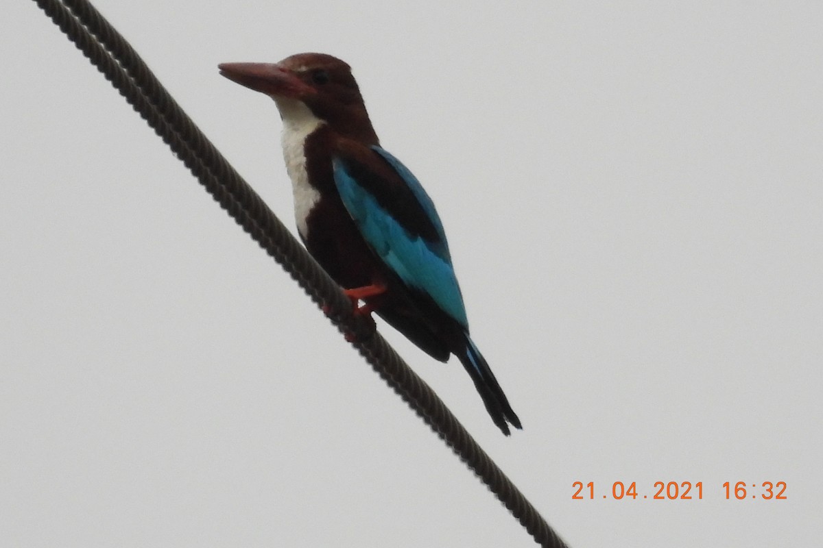 White-throated Kingfisher - ML328666811