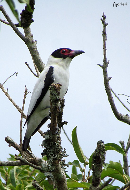 Black-tailed Tityra - ML32866871