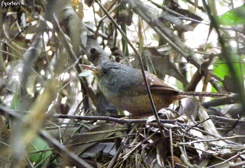 Spotted Bamboowren - ML32866951