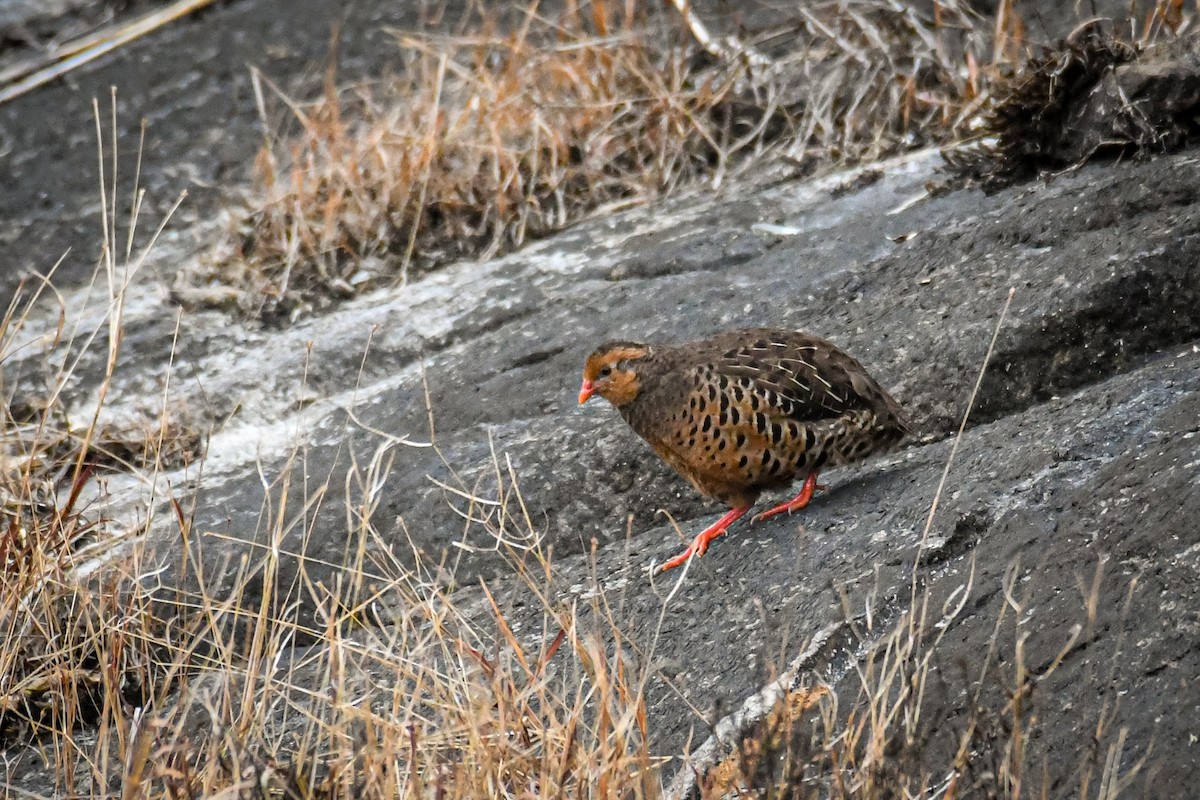 Painted Bush-Quail - ML328671241