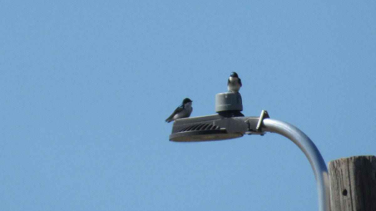 Tree Swallow - ML328671351