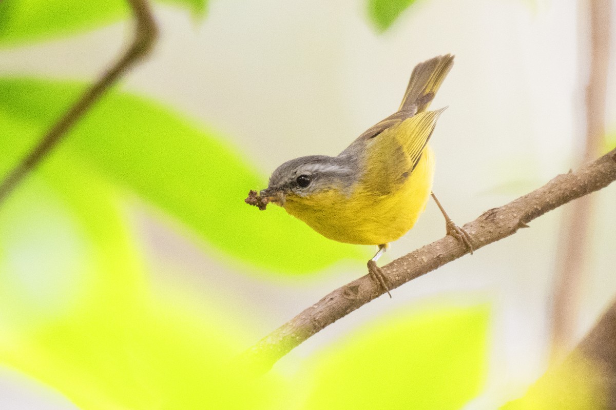 Gray-hooded Warbler - ML328675701