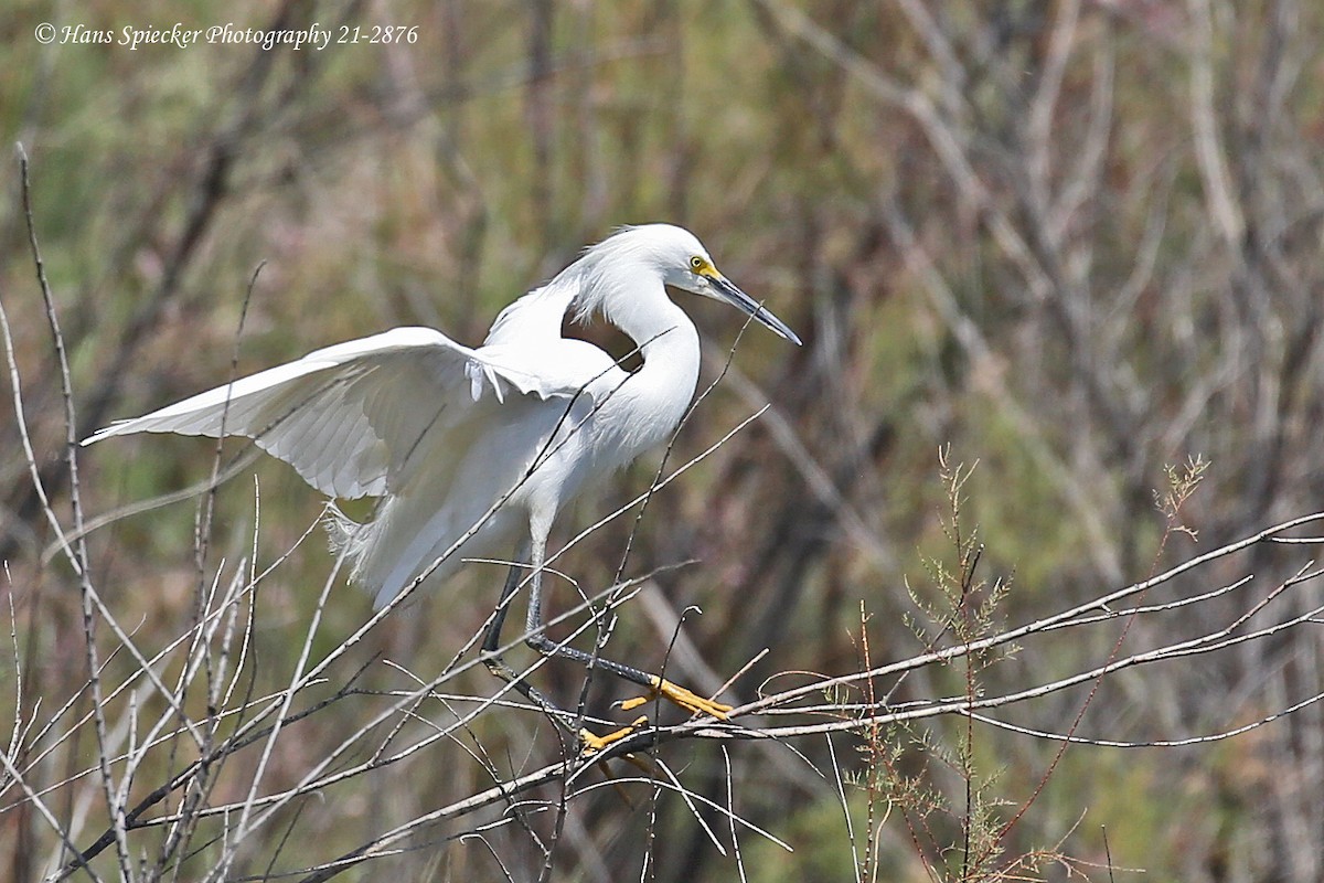 Snowy Egret - ML328676011