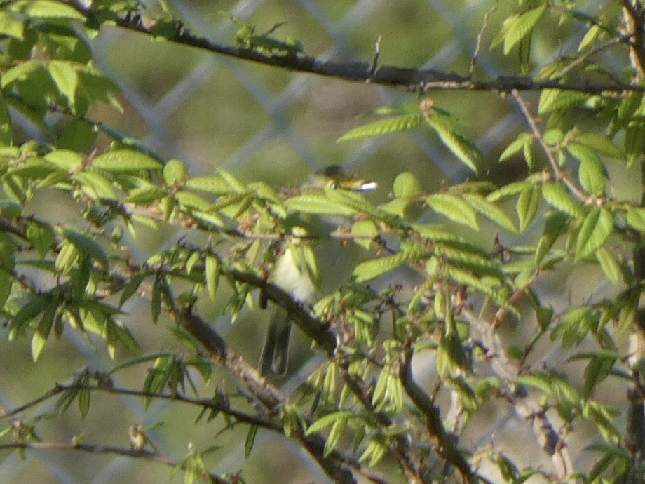 White-eyed Vireo - ML328676531