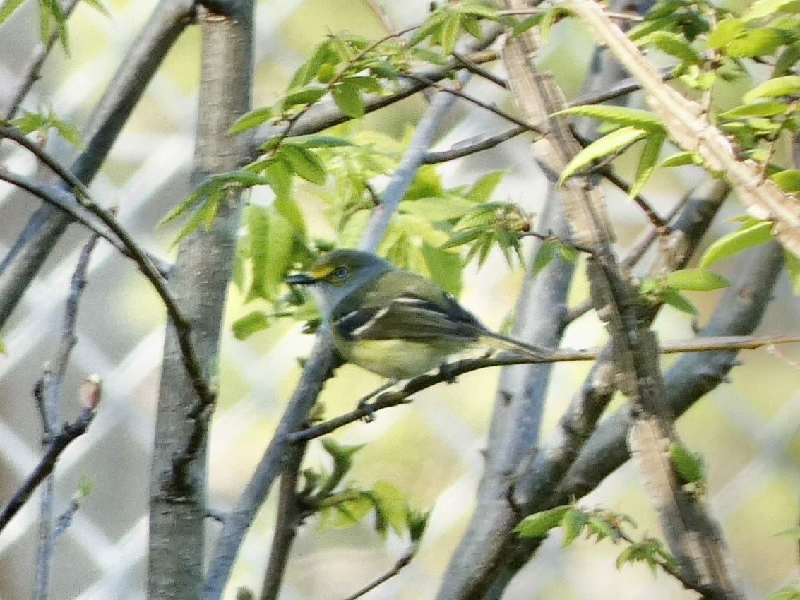 White-eyed Vireo - Noah Rokoske