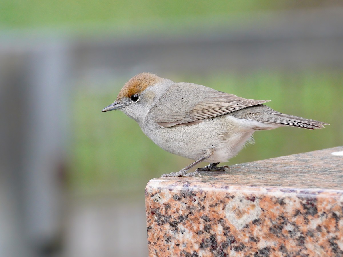 Eurasian Blackcap - Alberto Cruz