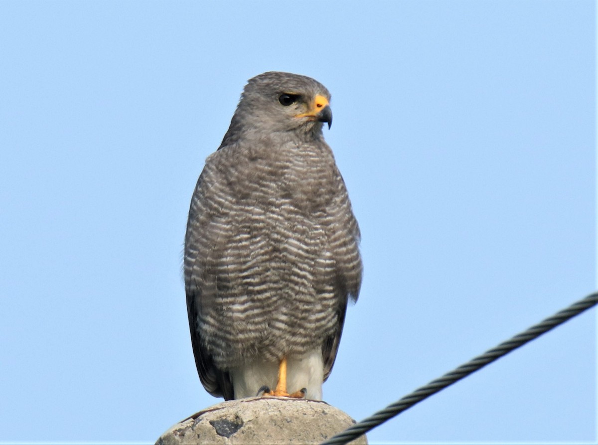 Gray Hawk - ML328677131