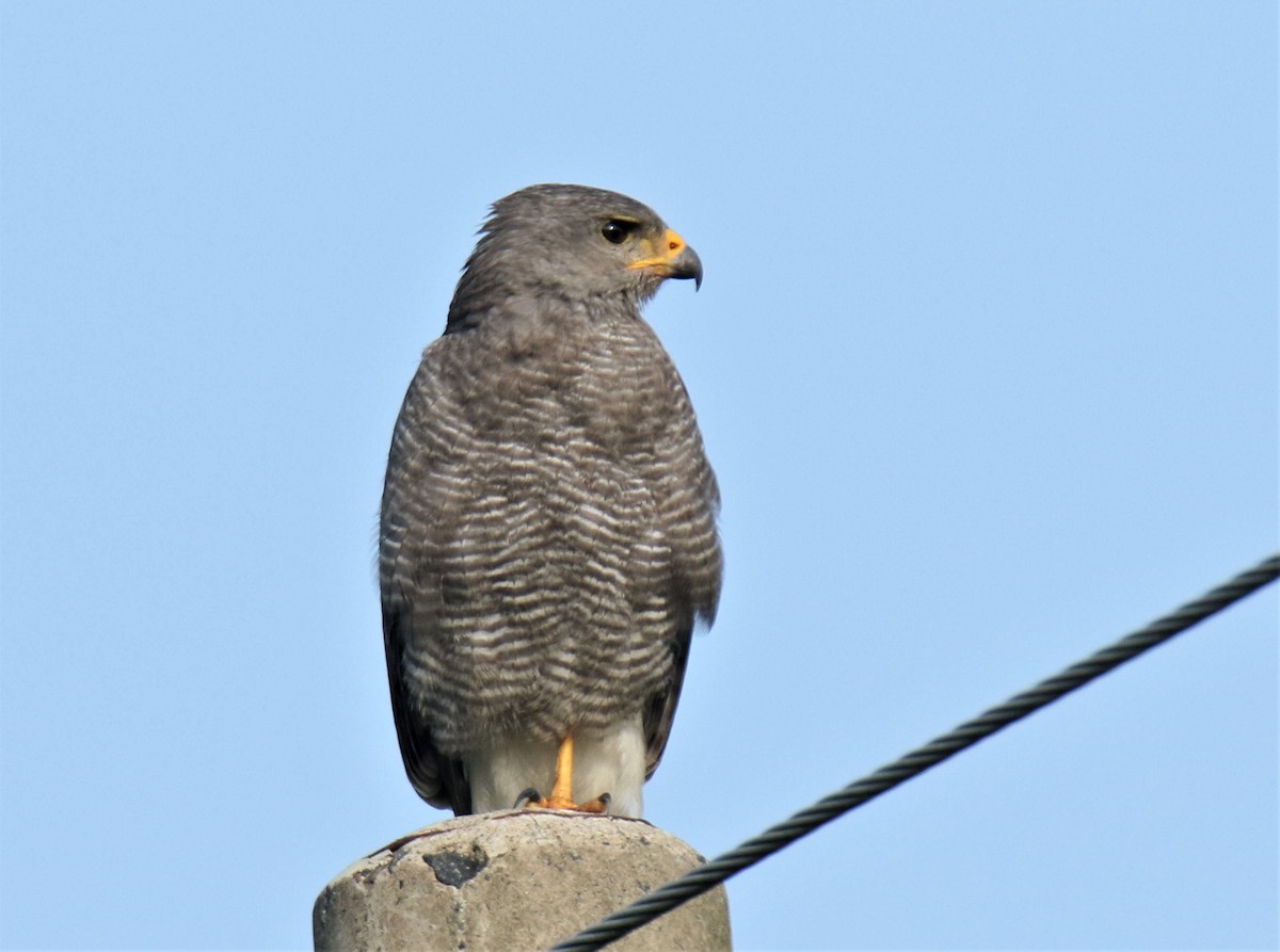 Gray Hawk - ML328677141