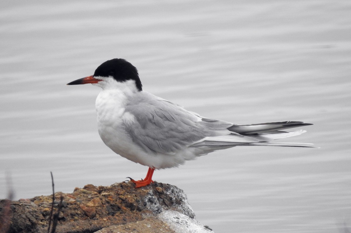 Forster's Tern - ML328677331