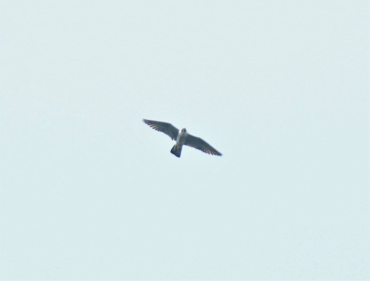 Gökdoğan - ML328677801