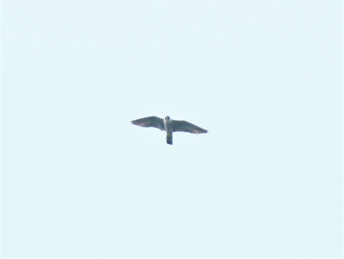Gökdoğan - ML328677811