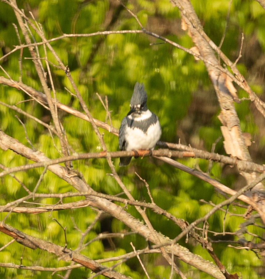 Belted Kingfisher - ML328677881
