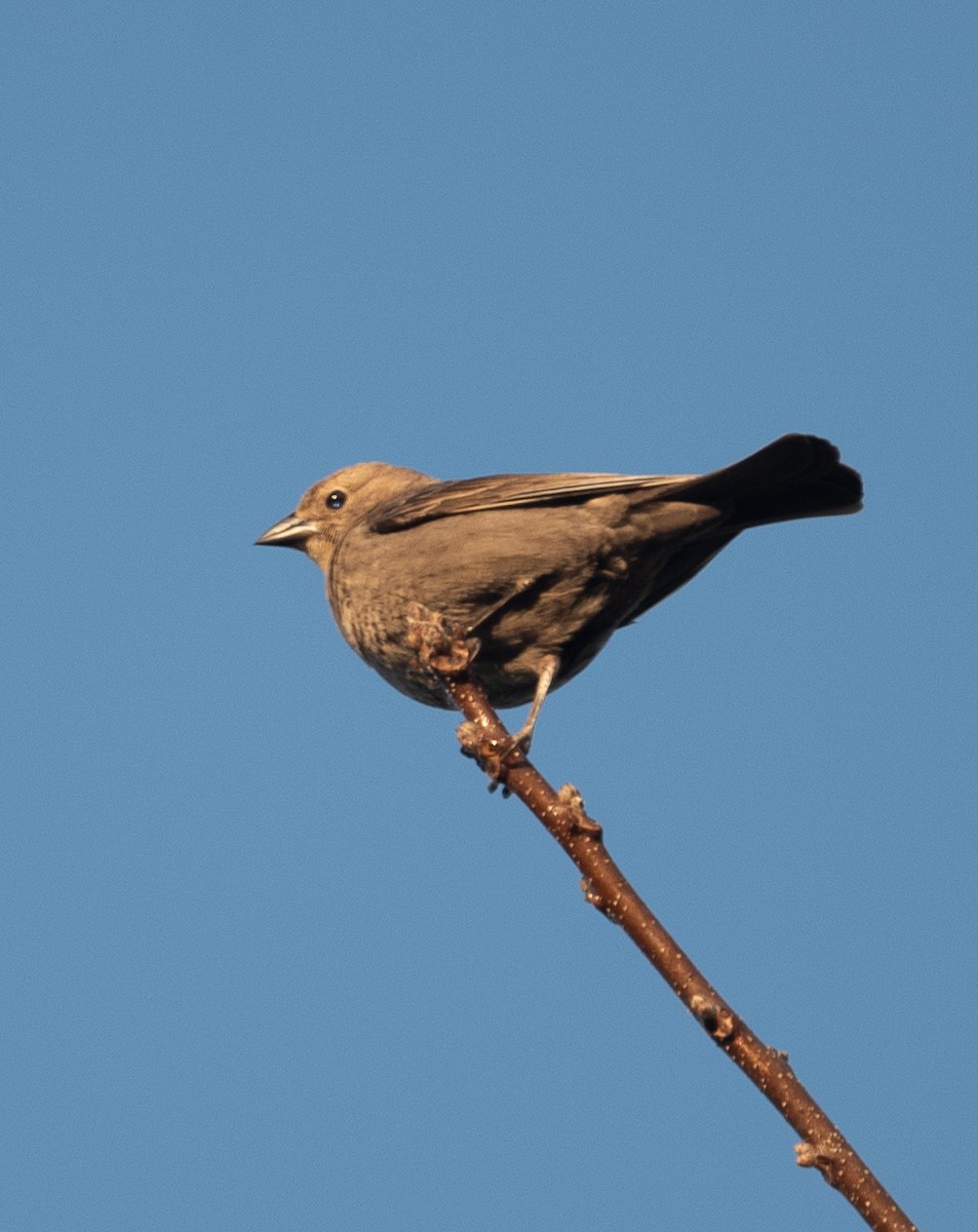 Brown-headed Cowbird - ML328678291