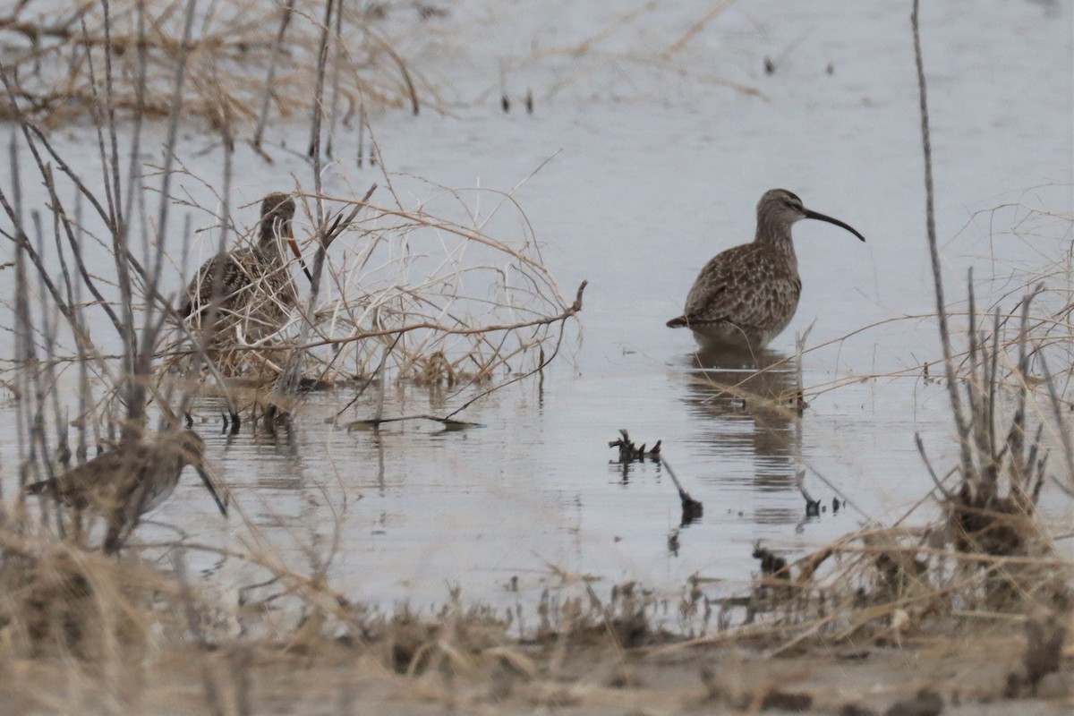 Whimbrel - ML328679131