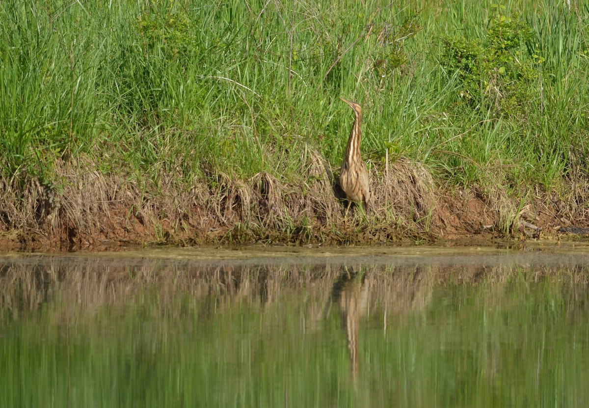 American Bittern - ML328679731