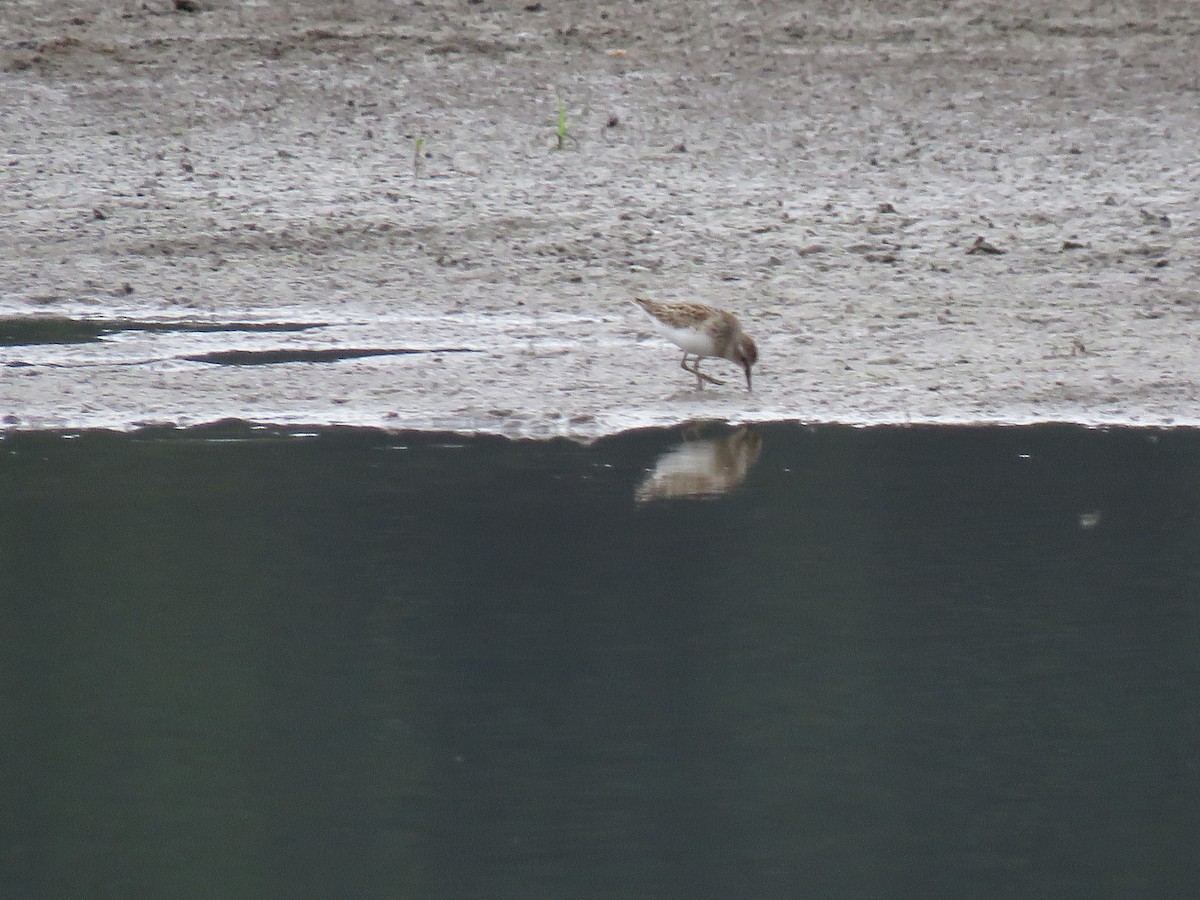 Least Sandpiper - Kathy Carroll