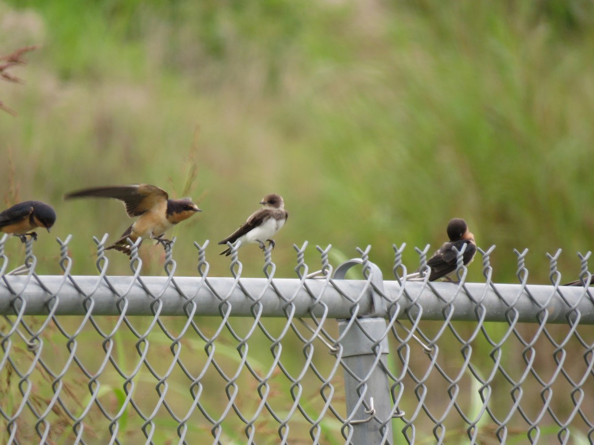 Bank Swallow - ML32868031