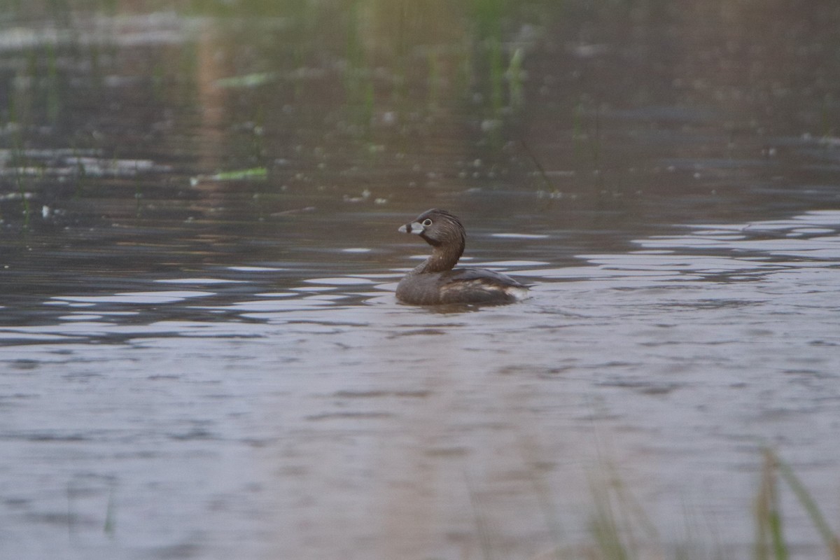 Pied-billed Grebe - ML328680711